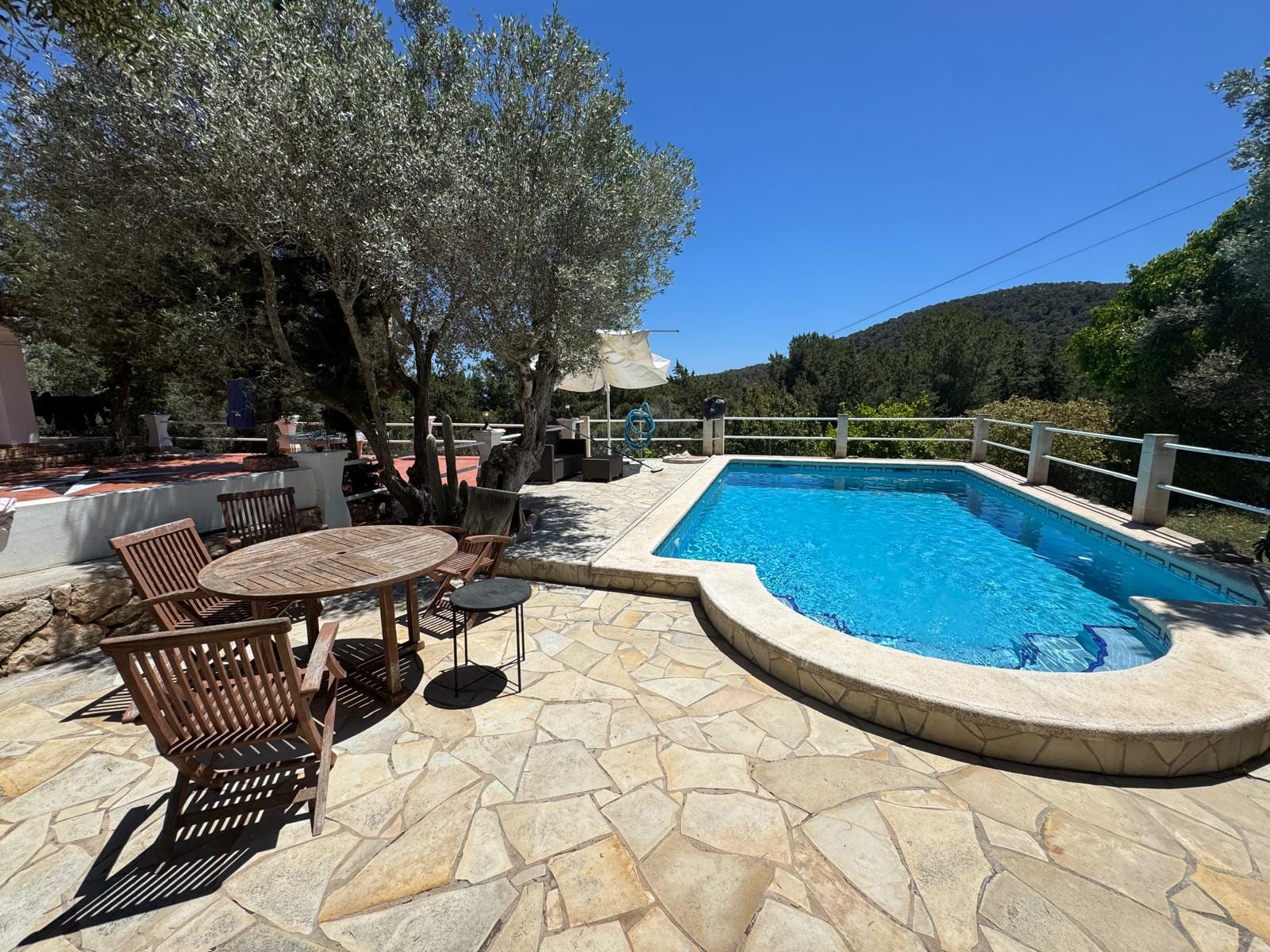 Pool framed by mature olive trees